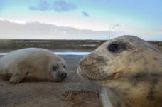 grey seals (c) Ben Andrew