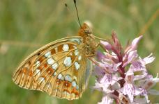 High Brown Fritillary © Rob Petley Jones