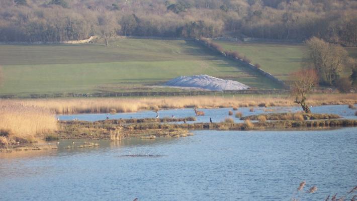 Leighton Moss - wildlife and issues (c) R.J Cooper
