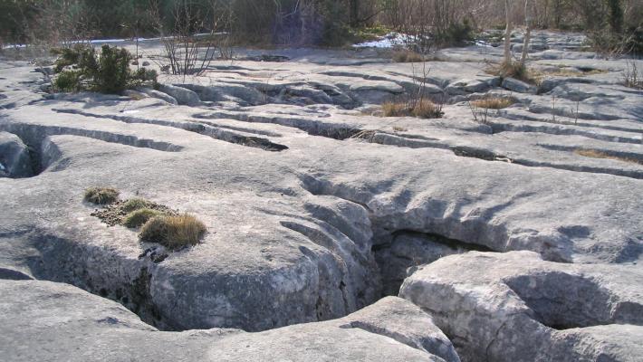 Limestone pavement gaitbarrows (c) Tony Riden