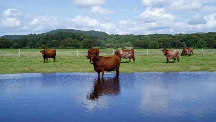 Cattle and wetlands © David Morris
