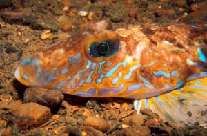 Dragonet, Callionymus lyra by Gordon Fletcher Dragonet, Callionymus lyra by Gordon Fletcher