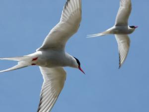 Arctic Terns - Foulney Island © Bart Donato