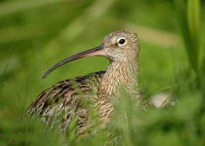 curlew (c) David Morris