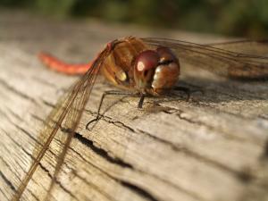 Common Darter Dragonfly © Philip James Taylor