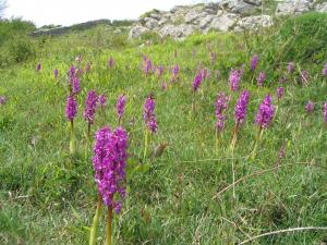 Early purple orchid © Arnside & Silverdale AONB