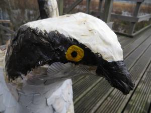 Osprey close up © Philip James Taylor