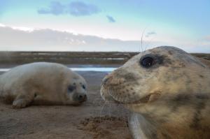 Grey seals © Ben Andrew