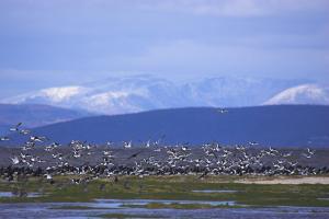 oystercatcher flock © Ben Hall