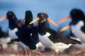 oystercatcher © Andy Hay rspb images.com