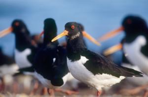 oystercatcher © Andy Hay rspb images.com oystercatcher © Andy Hay rspb images.com