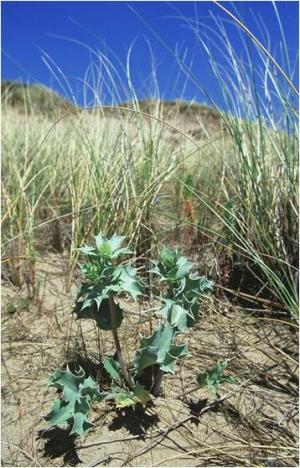 sea holly