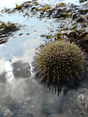 sea urchin © Bart Donato 