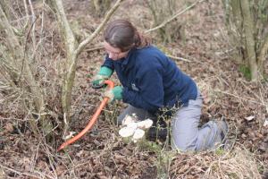 woodland coppicing (c) Martin Wain